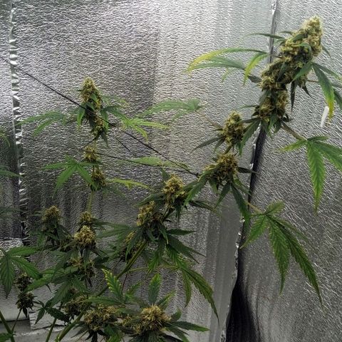 Gorilla Glue Auto Barney's Farm  growlog timeline photo