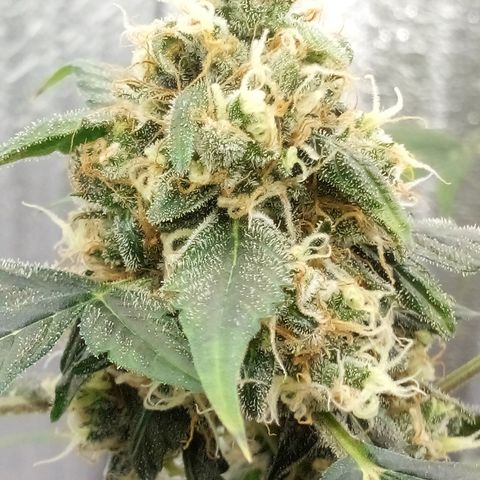 Gorilla Glue Auto Barney's Farm  growlog timeline photo