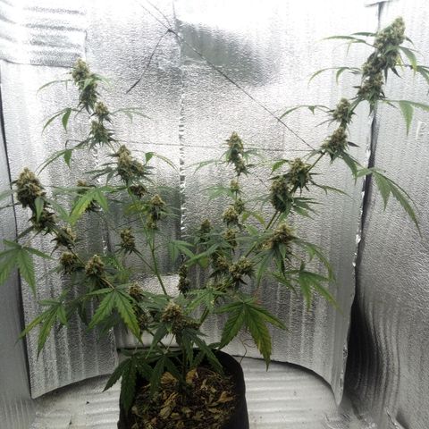 Gorilla Glue Auto Barney's Farm  growlog timeline photo