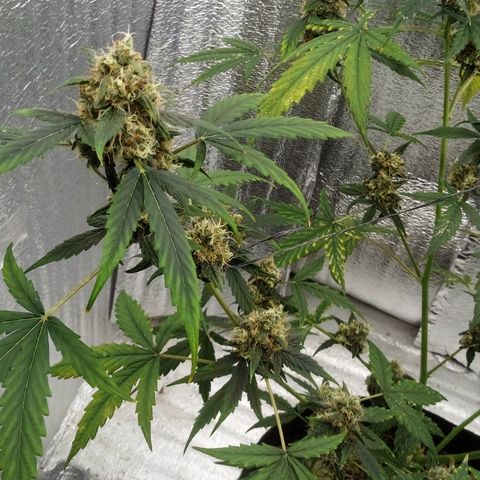 Gorilla Glue Auto Barney's Farm  growlog timeline photo