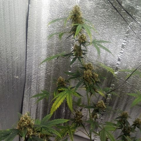 Gorilla Glue Auto Barney's Farm  growlog timeline photo