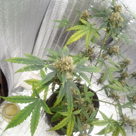 Gorilla Glue Auto Barney's Farm  growlog timeline photo