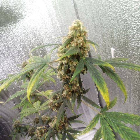 Gorilla Glue Auto Barney's Farm  growlog timeline photo