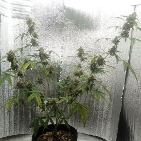 Gorilla Glue Auto Barney's Farm  growlog timeline photo