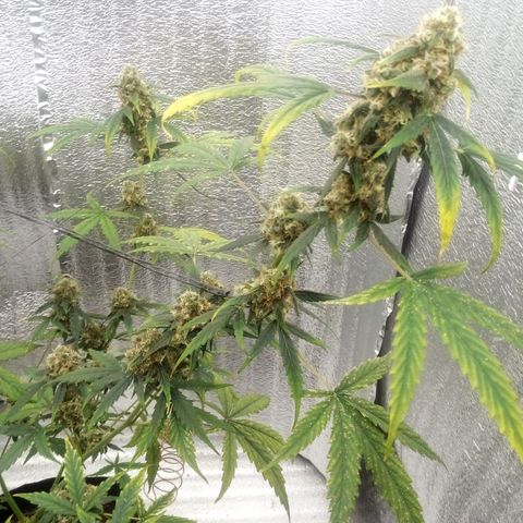 Gorilla Glue Auto Barney's Farm  growlog timeline photo