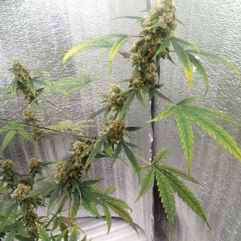 Gorilla Glue Auto Barney's Farm  growlog timeline photo
