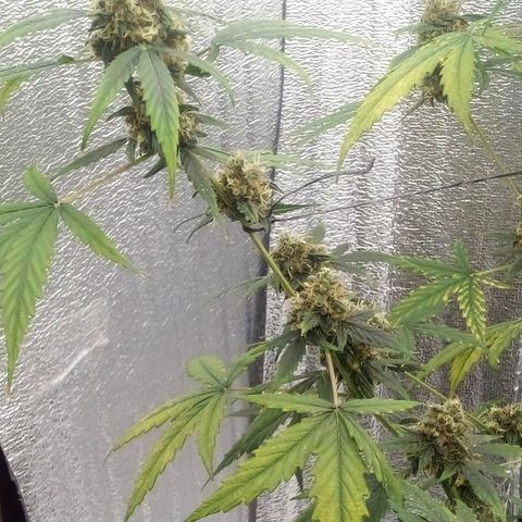 Gorilla Glue Auto Barney's Farm  growlog timeline photo