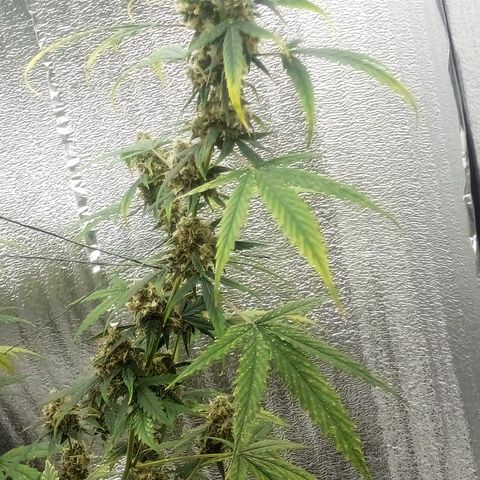 Gorilla Glue Auto Barney's Farm  growlog timeline photo