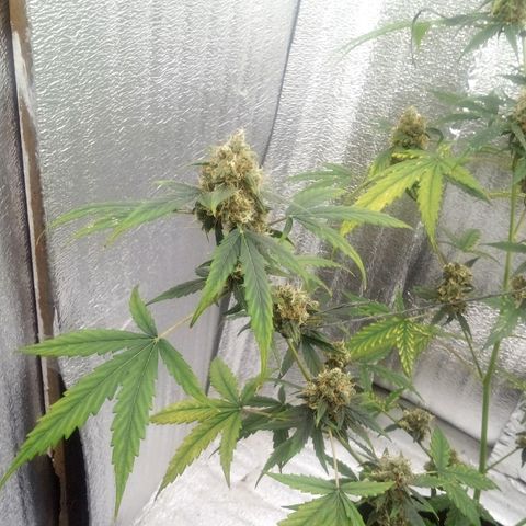 Gorilla Glue Auto Barney's Farm  growlog timeline photo