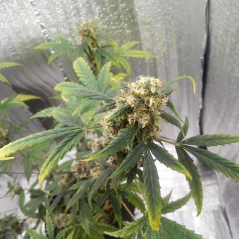 Gorilla Glue Auto Barney's Farm  growlog timeline photo