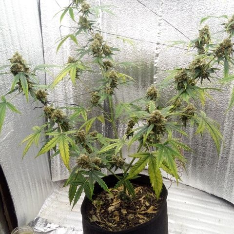 Gorilla Glue Auto Barney's Farm  growlog timeline photo