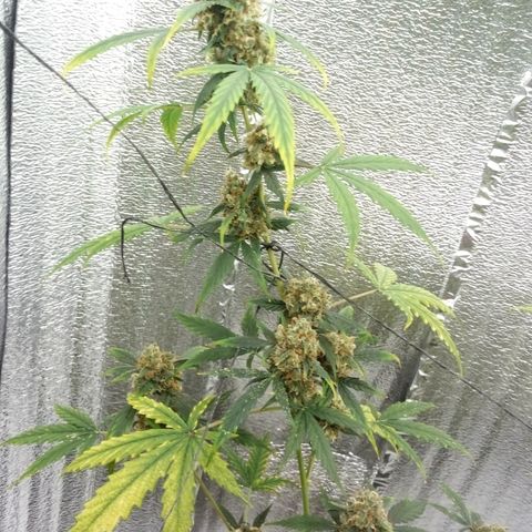 Gorilla Glue Auto Barney's Farm  growlog timeline photo
