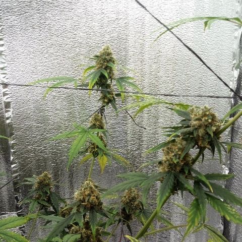 Gorilla Glue Auto Barney's Farm  growlog timeline photo
