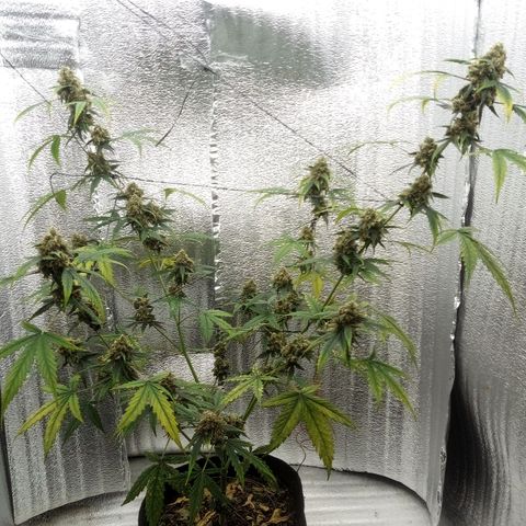Gorilla Glue Auto Barney's Farm  growlog timeline photo