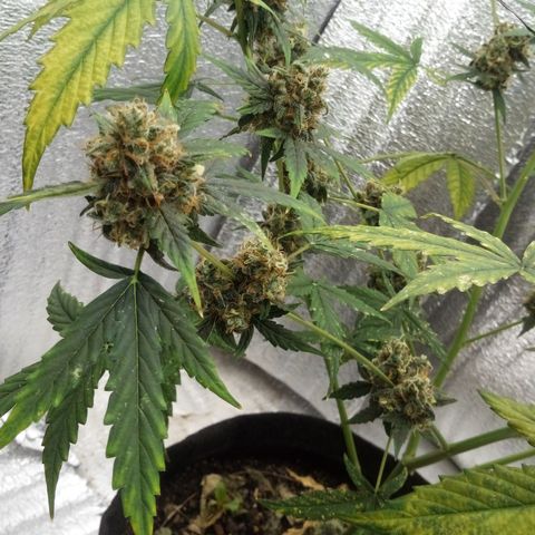 Gorilla Glue Auto Barney's Farm  growlog timeline photo