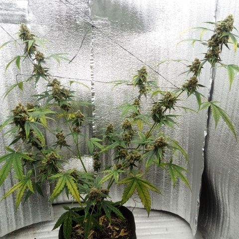 Gorilla Glue Auto Barney's Farm  growlog timeline photo