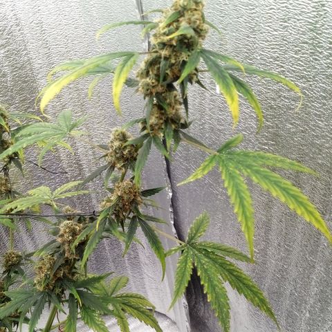 Gorilla Glue Auto Barney's Farm  growlog timeline photo