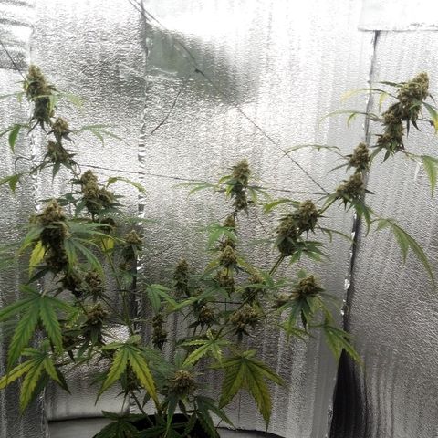 Gorilla Glue Auto Barney's Farm  growlog timeline photo