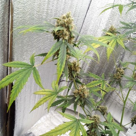 Gorilla Glue Auto Barney's Farm  growlog timeline photo