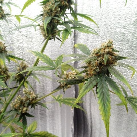Gorilla Glue Auto Barney's Farm  growlog timeline photo