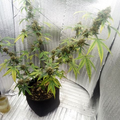 Gorilla Glue Auto Barney's Farm  growlog timeline photo