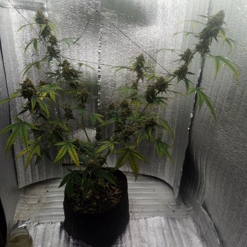 Gorilla Glue Auto Barney's Farm  growlog timeline photo
