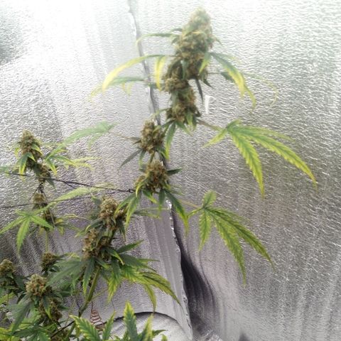 Gorilla Glue Auto Barney's Farm  growlog timeline photo