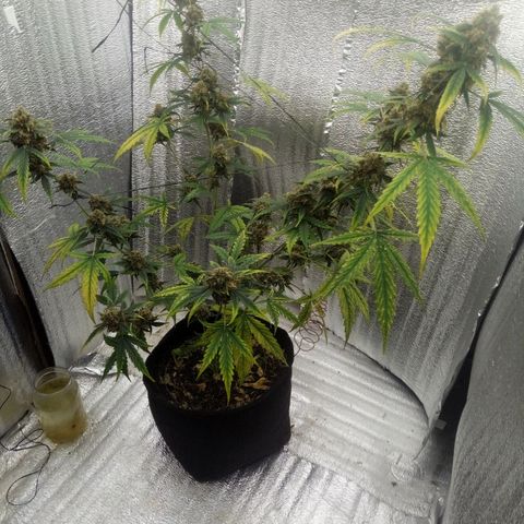 Gorilla Glue Auto Barney's Farm  growlog timeline photo