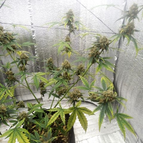 Gorilla Glue Auto Barney's Farm  growlog timeline photo