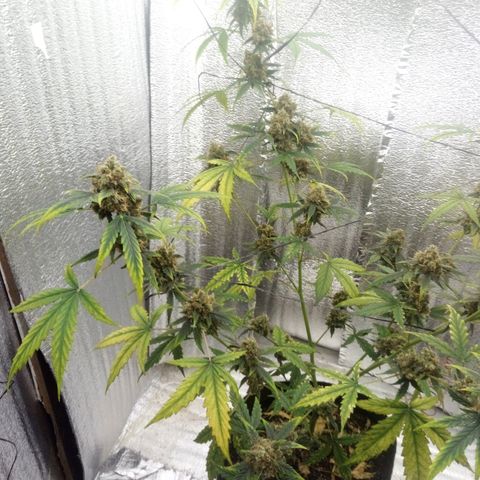 Gorilla Glue Auto Barney's Farm  growlog timeline photo