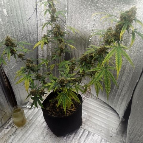 Gorilla Glue Auto Barney's Farm  growlog timeline photo