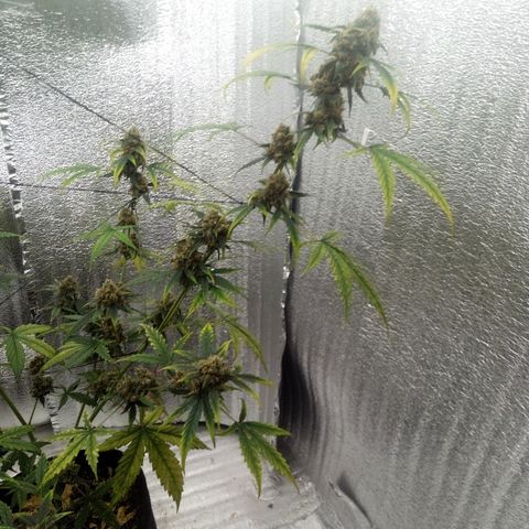 Gorilla Glue Auto Barney's Farm  growlog timeline photo