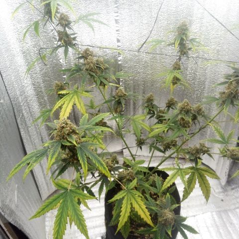 Gorilla Glue Auto Barney's Farm  growlog timeline photo
