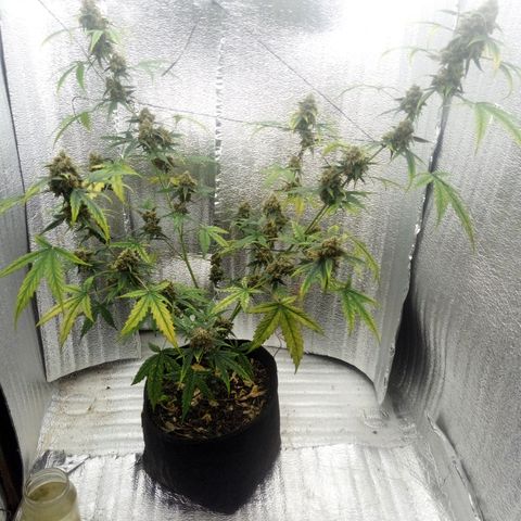 Gorilla Glue Auto Barney's Farm  growlog timeline photo