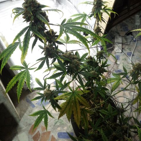 Gorilla Glue Auto Barney's Farm  growlog timeline photo