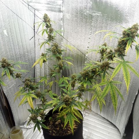 Gorilla Glue Auto Barney's Farm  growlog timeline photo