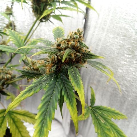 Gorilla Glue Auto Barney's Farm  growlog timeline photo