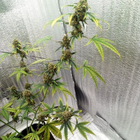 Gorilla Glue Auto Barney's Farm  growlog timeline photo