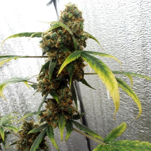 Gorilla Glue Auto Barney's Farm  growlog timeline photo