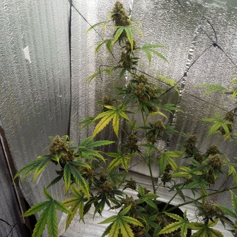 Gorilla Glue Auto Barney's Farm  growlog timeline photo
