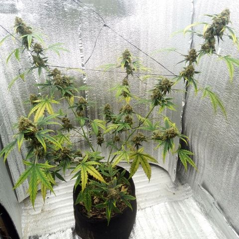 Gorilla Glue Auto Barney's Farm  growlog timeline photo