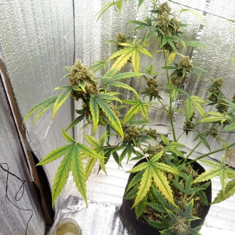 Gorilla Glue Auto Barney's Farm  growlog timeline photo