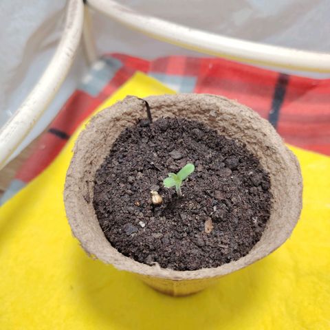 Auto Moon Rock Divine Seeds growlog timeline photo