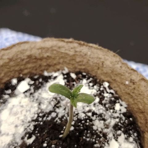 Auto Moon Rock Divine Seeds growlog timeline photo