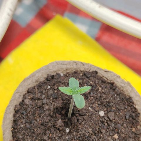 Auto Moon Rock Divine Seeds growlog timeline photo