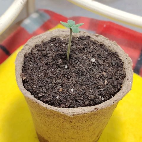 Auto Moon Rock Divine Seeds growlog timeline photo