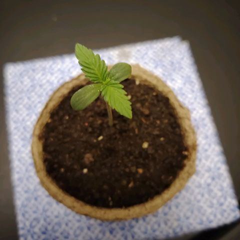 Auto Moon Rock Divine Seeds growlog timeline photo