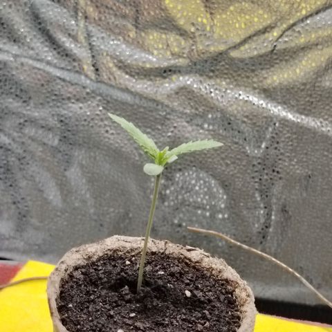 Auto Moon Rock Divine Seeds growlog timeline photo