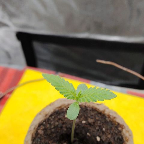 Auto Moon Rock Divine Seeds growlog timeline photo