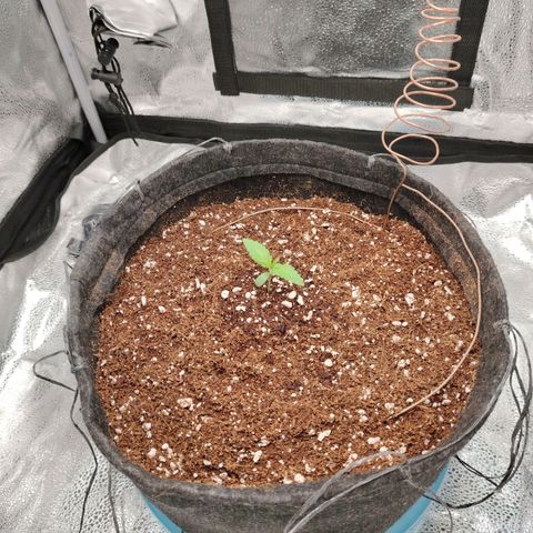 Auto Moon Rock Divine Seeds growlog timeline photo